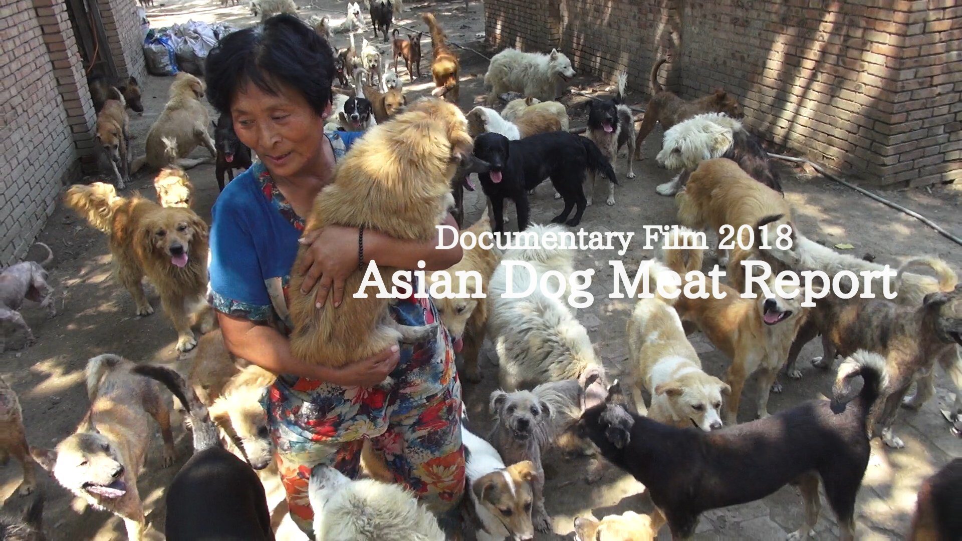 Asian Dog Meat Report｜Official site